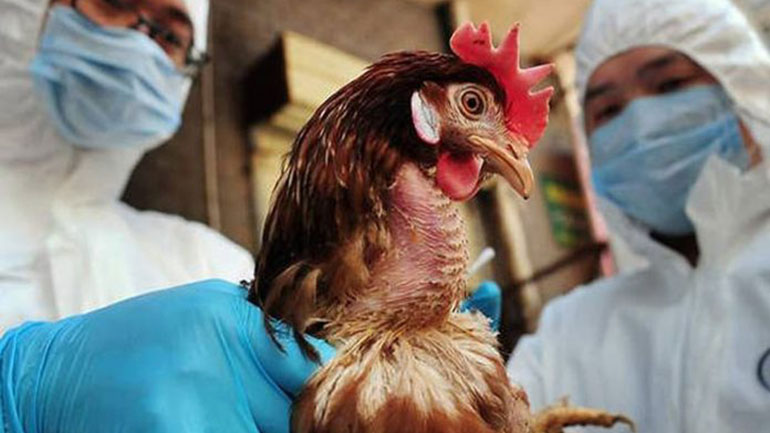 Η Ρωσία ανέφερε στον Π.Ο.Υ. το πρώτο περιστατικό ανθρώπινης μόλυνσης με τη γρίπη των πτηνών AH5N8